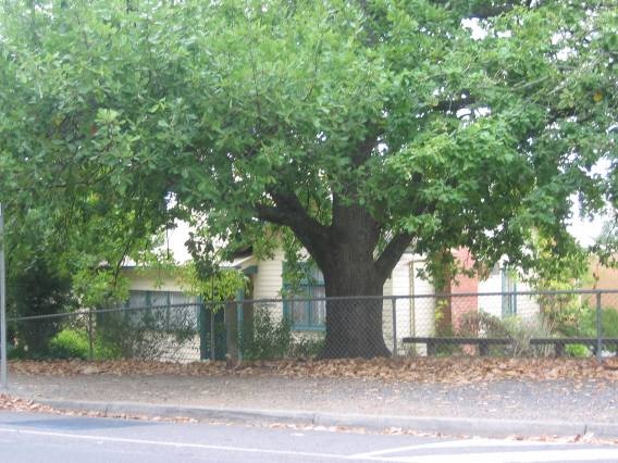 22739 Wonga Park Primary School (trees) - Dudley Road, Wonga park (8hr village)