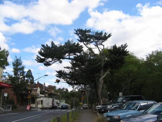 22717 Diary Tree - Yarra Street, Warrandyte (C)