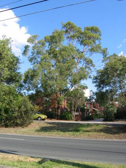 22581 Lemon Scented Gum - 24 Foote Street, Templestowe