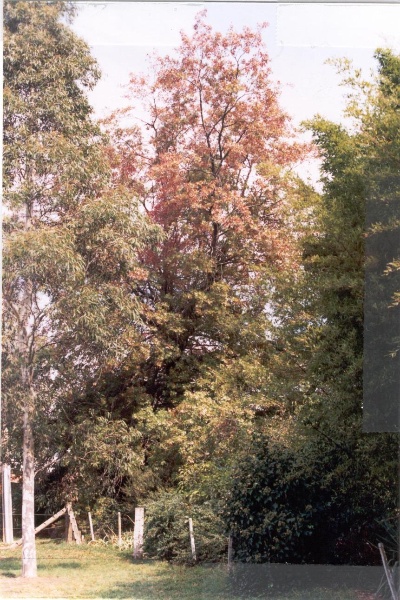 22416 Pin Oak at Friedensruh - 10 Waldau Court, Doncaster