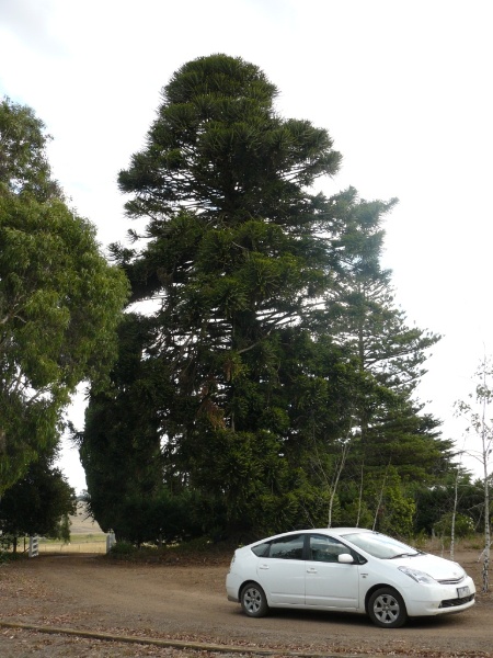 Araucaria bidwillii, located at the entrance to the driveway from the garden