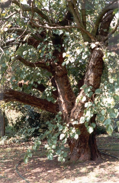 22418 Black Mulberry Tree (at Friedensruh) - 10 Waldau Court, Doncaster (1)