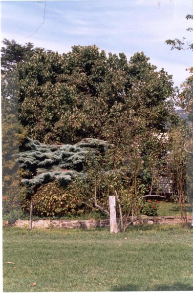 22418 Black Mulberry Tree (at Friedensruh) - 10 Waldau Court, Doncaster (2)