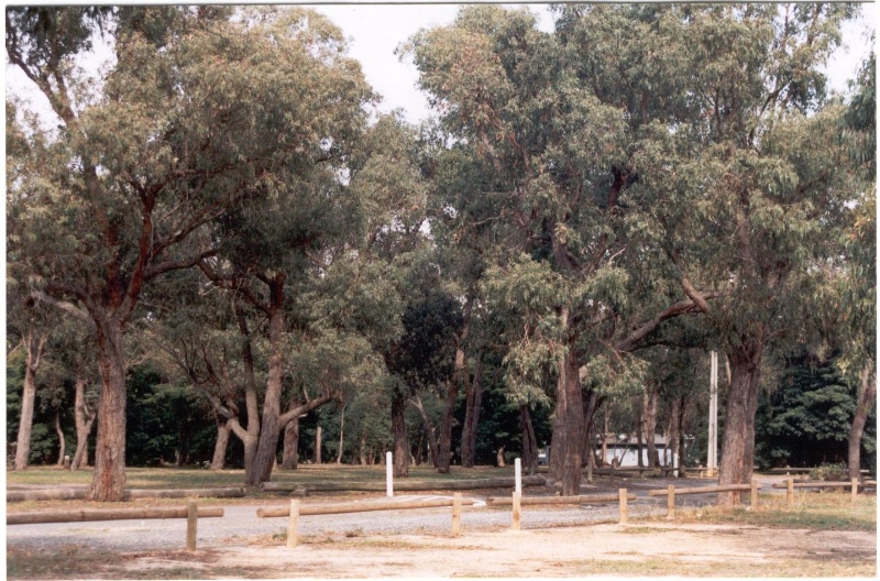 22471 Stand of Eucalypts at Zerbes Reserve - Blackburn Road, Doncaster East (7)