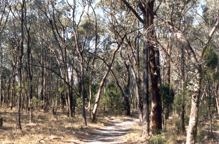 22550 Wild Cherry Track at 100 Acres - Knees Road, Park Orchards