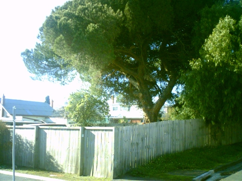 5-7 Pescott Street (Backyard)