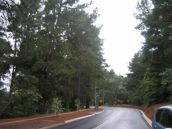 47085 Trees - Old Warrandyte Road (looking north)