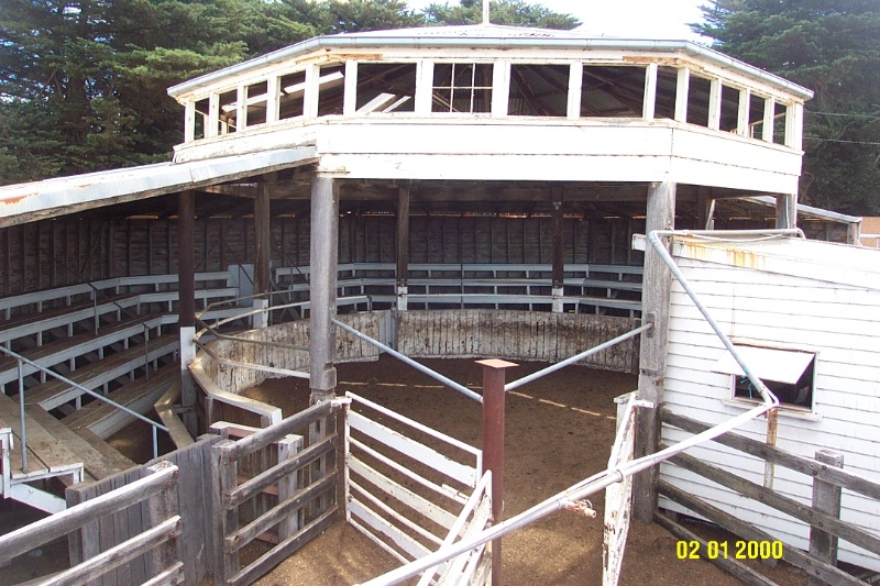 52408 Cattle Selling Ring Saleyards Casterton 086