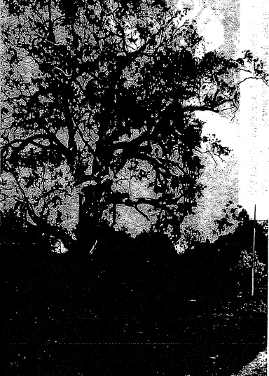 12.01 - River Red Gum - Shire of Whittlesea Heritage Study 1991