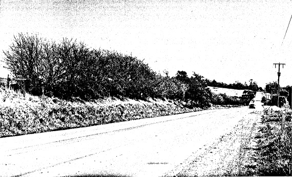 61 - Hawthorn Hedges near Wellers Pub Kangaroo Ground - Shire of Eltham Heritage Study 1992