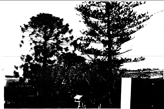 65 - Kangaroo Ground General Store Post Office Pines_06 - Shire of Eltham Heritage Study 1992