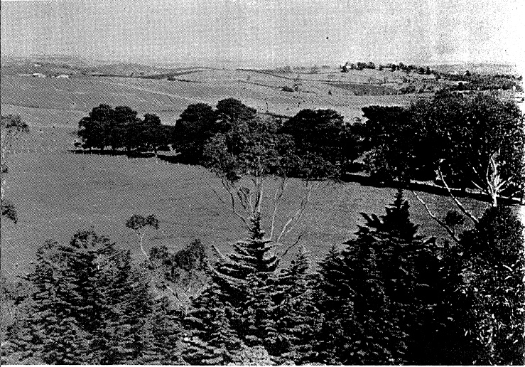 68 - War Memorial and Components Eltham Yarra Gl Rd_06 - View from the tower showing the tops of the trees planted aronud the site (not dated) ELHPC No.415 - Shire of Eltham Heritage Study 1992