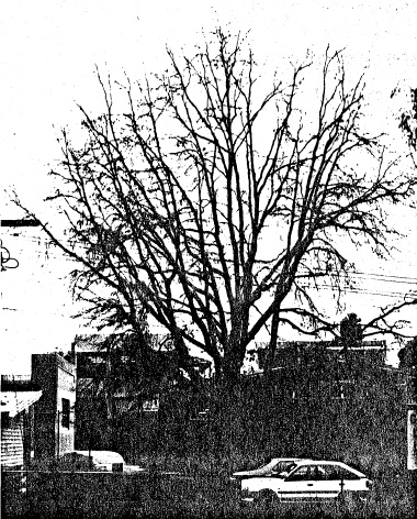 71 - Pin Oak Tree at Eltham High School Ely St - Shire of Eltham Heritage Study 1992