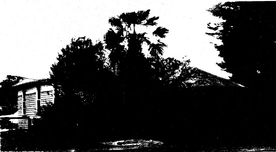 94 - Railways Residence Palm Cypress Trees Hurstbridge - Shire of Eltham Heritage Study 1992