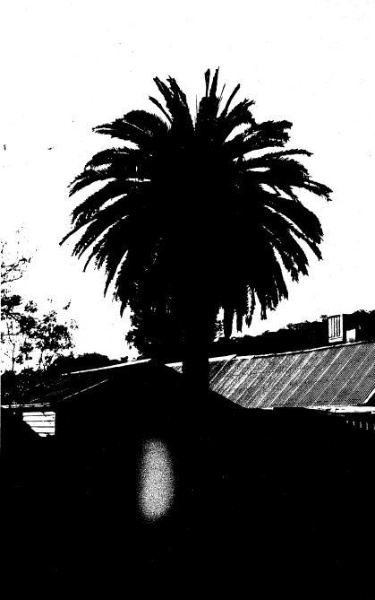 166 - St Andrews Hotel Palm KangGround St Andrews Rd 06 - Canary Island Palm - Shire of Eltham Heritage Study 1992