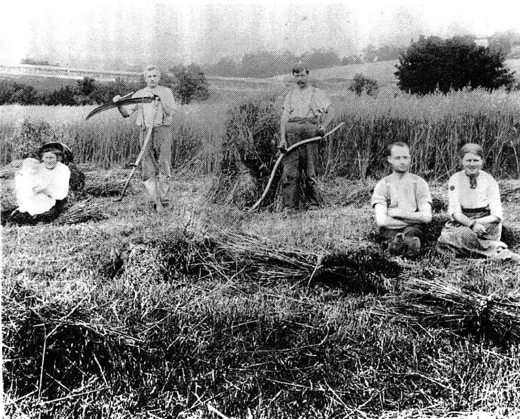 195 - Jarrold Cottage Shop Studio 701 Main Rd 07 - Cutting hay on the Jarrold property in main road ca.1910 (ELHPC NO.632) - Shire of Eltham Heritage Study 1992