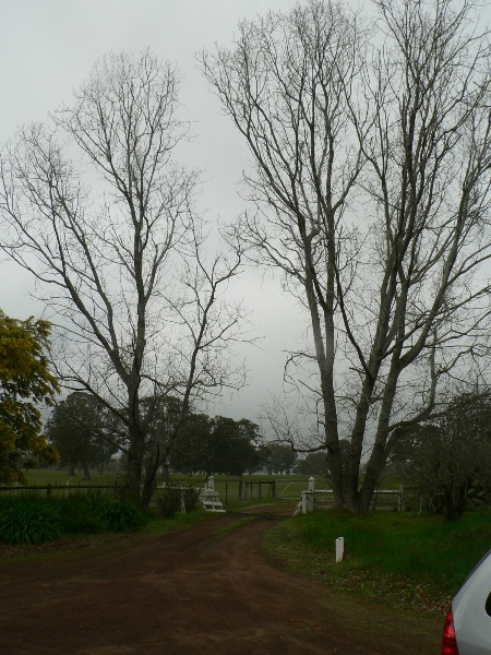 Poplars at gate of Nigretta Homested