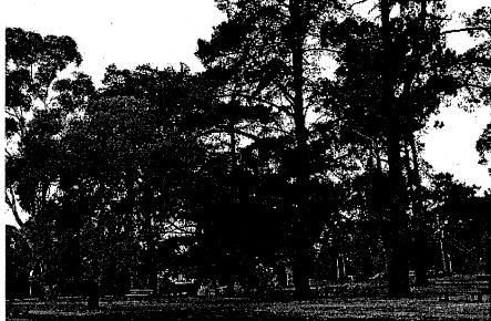 Monterey pine row &amp; Monterey pine group, Eltham Park