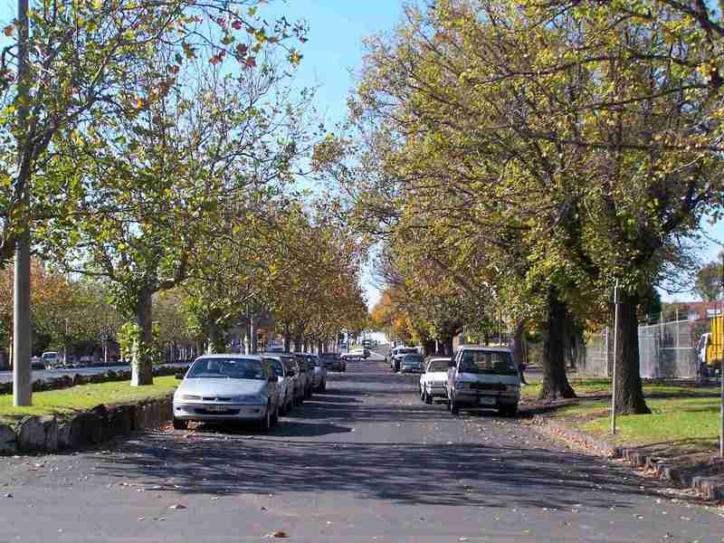 Queens Parade trees