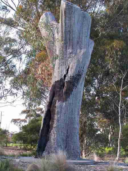 Corroboree Tree