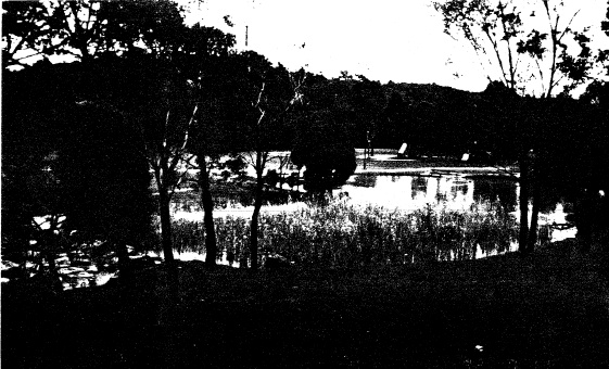 209 - Alistair Knox Park Main Rd Eltham 02 - Photograph illustrates natural form of lake and surrounding planting - - Shire of Eltham Heritage Study 1992