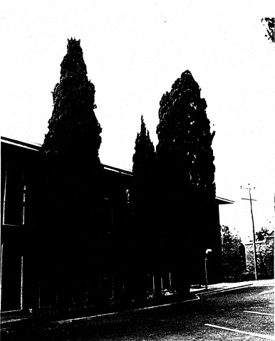 213 - 3 Pencil Pines at Council Offices Eltham 03 - Shire of Eltham Heritage Study 1992