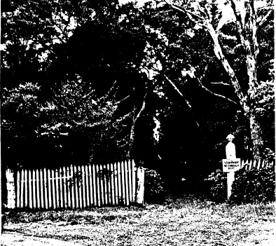 244 - Stanhope House Eltham 06 - Photograph show the open, treed landscape of the garden - Shire of Eltham Heritage Study 1992