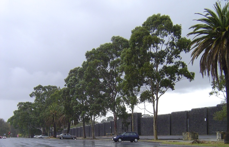Street Trees - Champ Street, Coburg (eastern side)