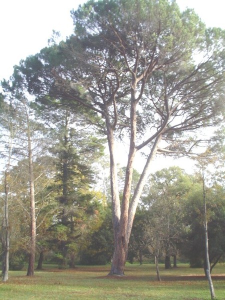 T11458 Pinus pinea