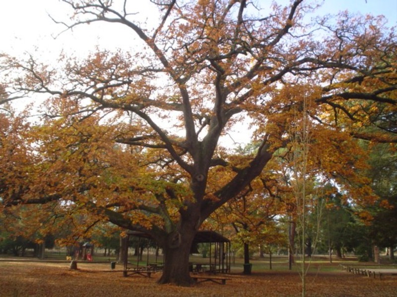 T11459 Quercus robur