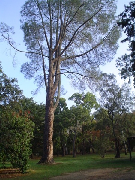 T11460 Pinus sabiniana