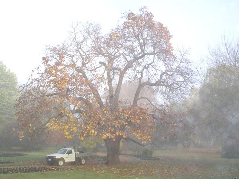 T11462 Catalpa bignoniodes