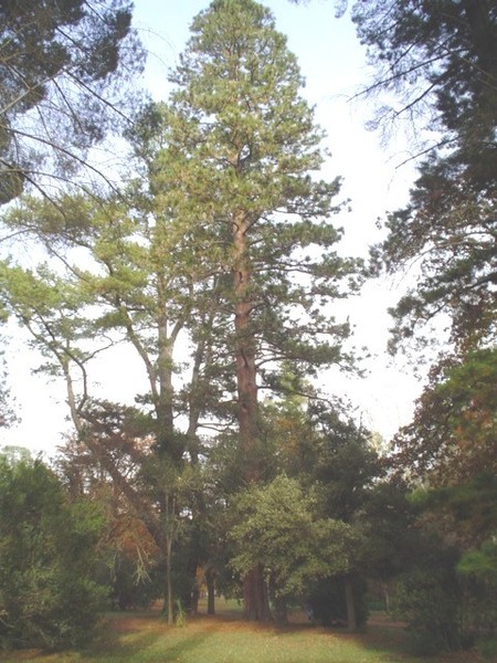 T11466 Pinus ponderosa