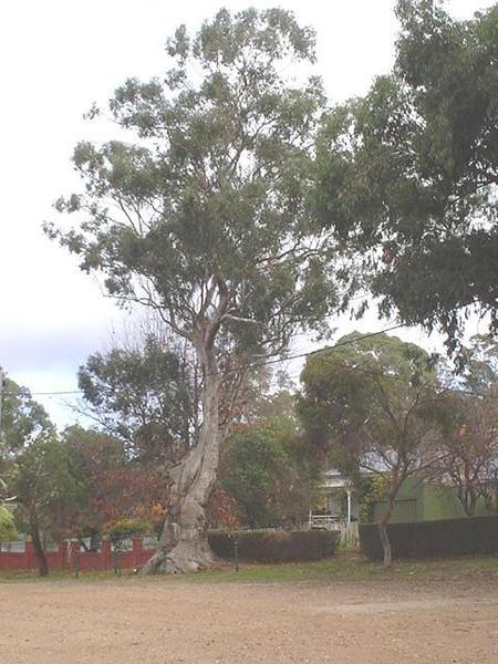 T11469 Eucalyptus microcarpa