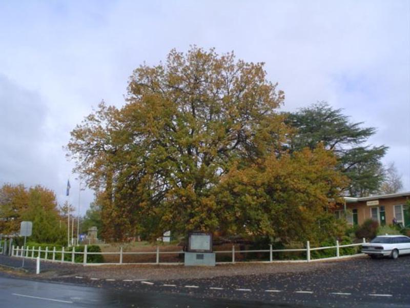 T11821 Quercus robur