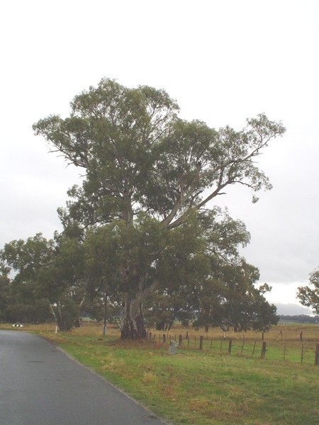 T12015 Eucalyptus camaldulensis