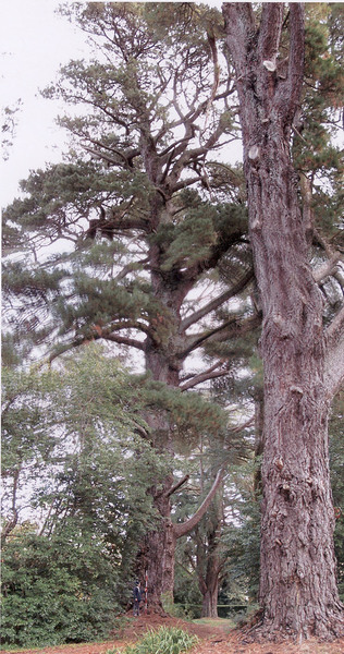 T12106 Pinus radiata (Tree 2)