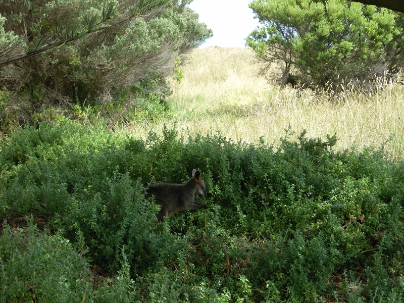 GRIFFITHS ISLAND SOHE 2008