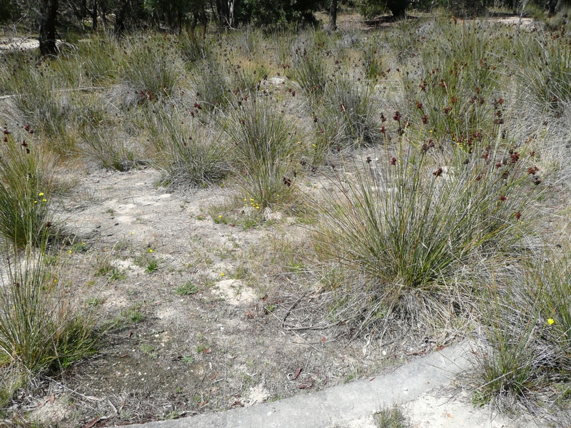 JUBILEE COMPANY QUARTZ GOLD MINE SOHE 2008