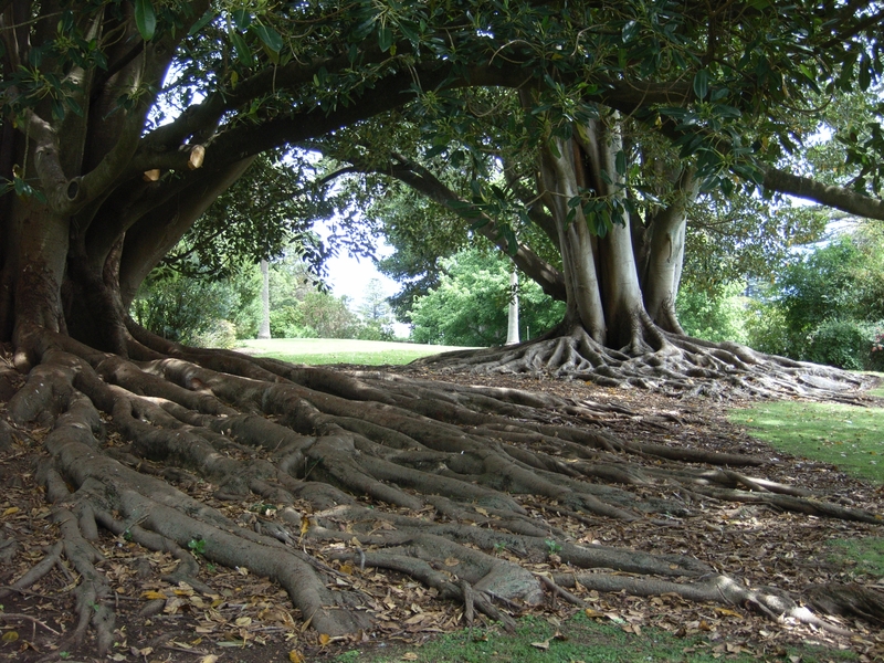 WARRNAMBOOL BOTANIC GARDENS SOHE 2008