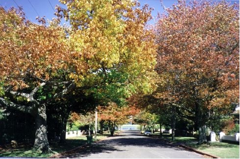 Figure 2.42: Pollarded Oak trees in Colpin Avenue in 1990, prior to the bundling of the overhead electricity wires. - Ballarat Heritage Precincts Study, 2006