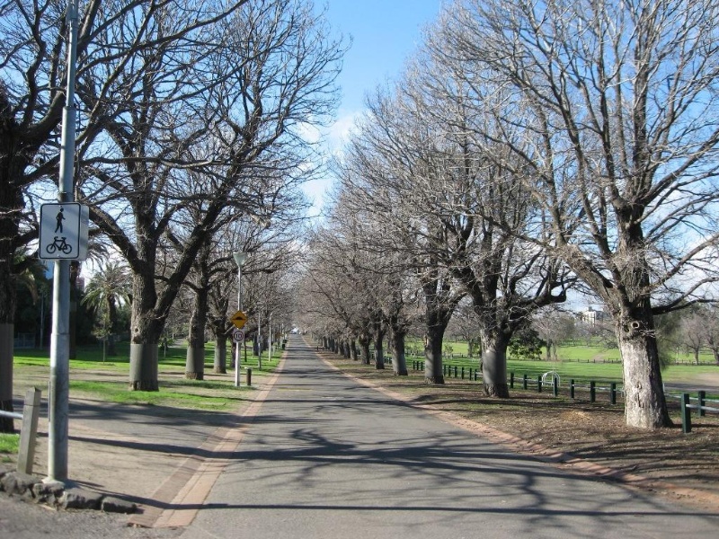 Yarra Park avenue of elms across north of site July 2009