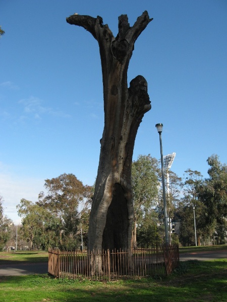 Yarra Park scarred tree 1. July 2009