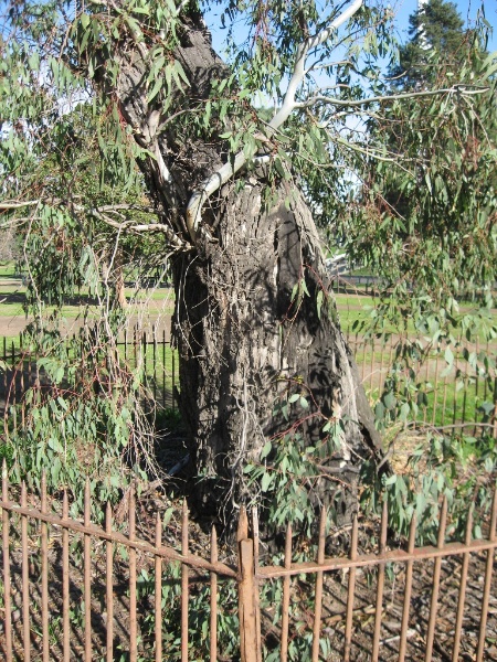 Yarra Park scarred tree 2. July 2009