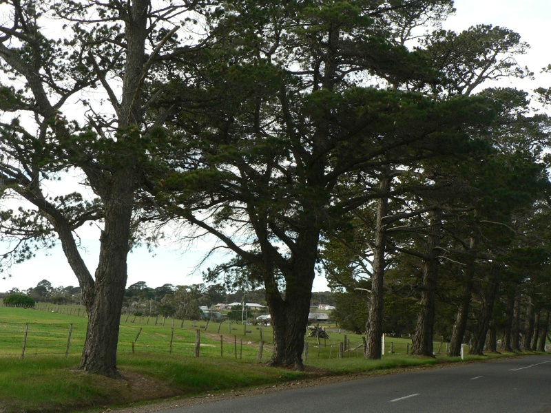 Corindhap Avenue of Honour