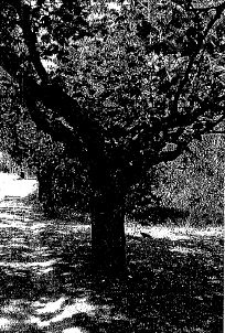 London plane tree avenue of honour- Nillumbik Shire Heritage Study 2001