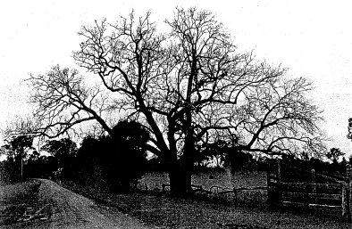 56 - Donaldsons Oak at lot 2 Donaldson Rd - Shire of Eltham Heritage Study 1992