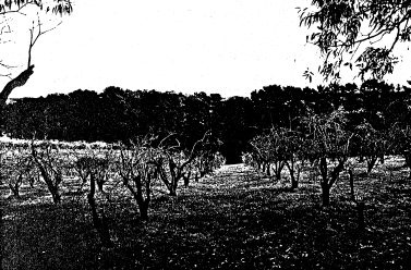 Apple orchard &amp; Monterey pine rows