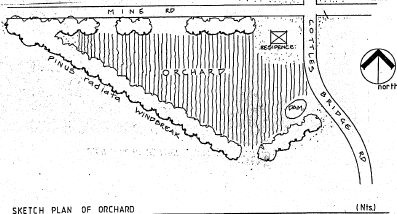 SKETCH PLAN OF ORCHARD
