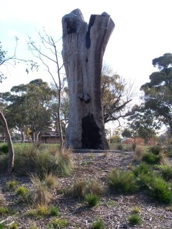 Corroboree Tree